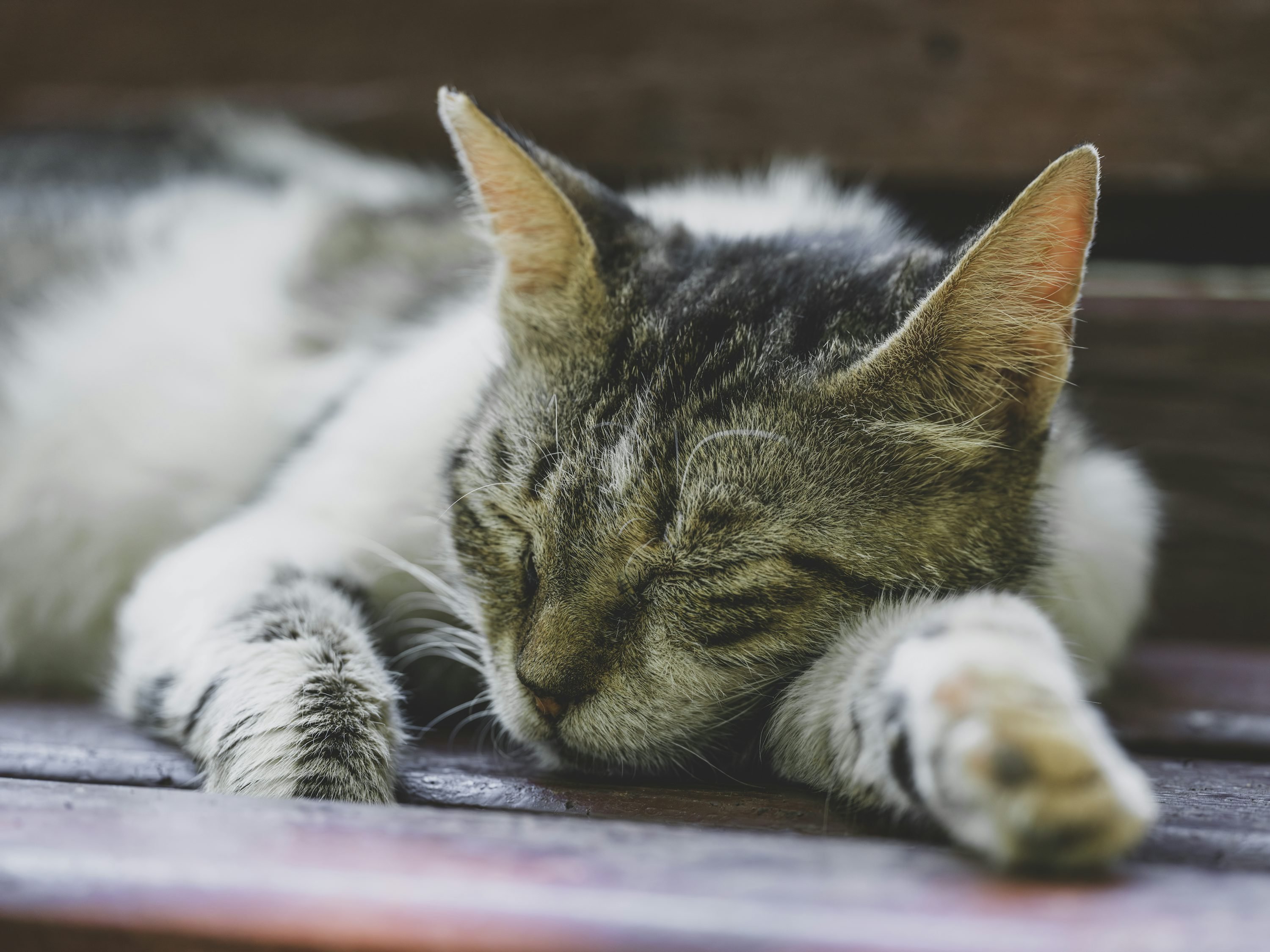 Chaton gris et tabby endormi sur une terrasse en bois, pelage doux et pattes avant étendues.