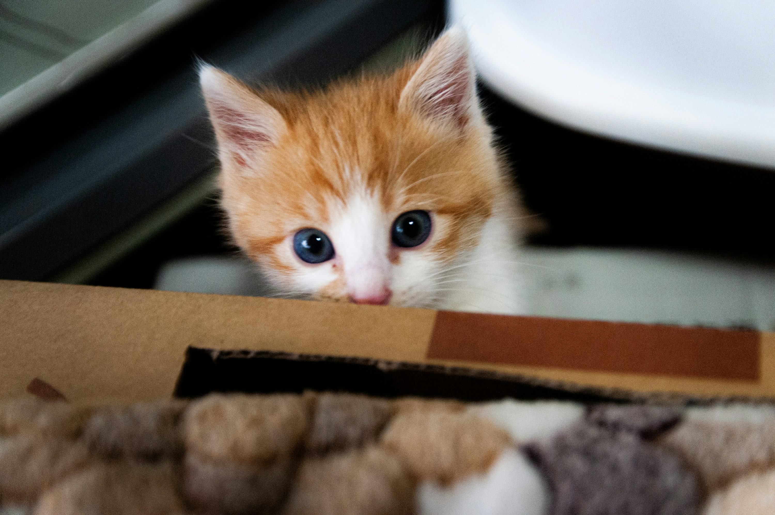 Chaton orange et blanc qui regarde curieusement par-dessus le rebord d’un carton, sur un tapis mou.