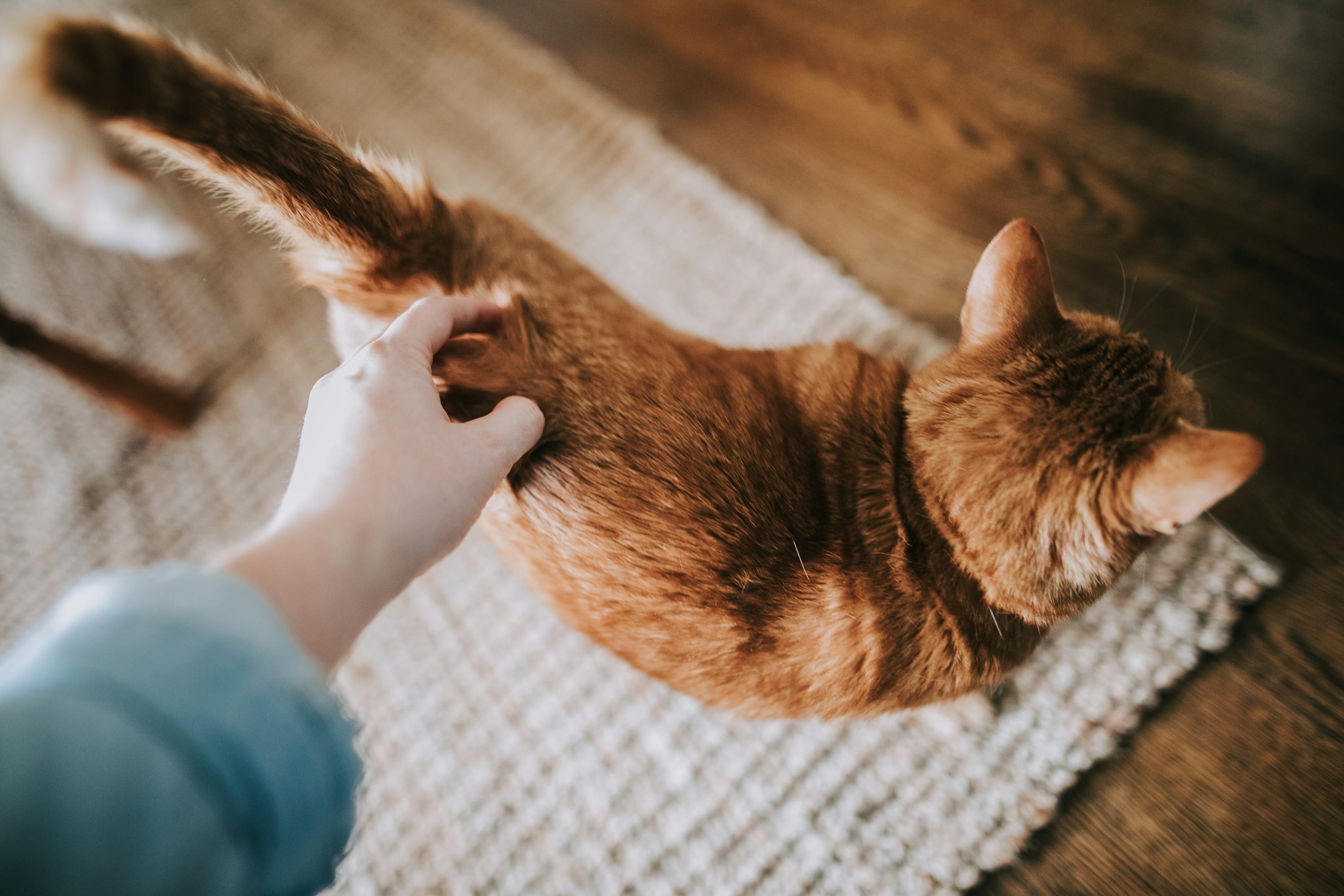 Chaton orange en train d’être caressé par une main sur un tapis beige, prise en angle supérieur.