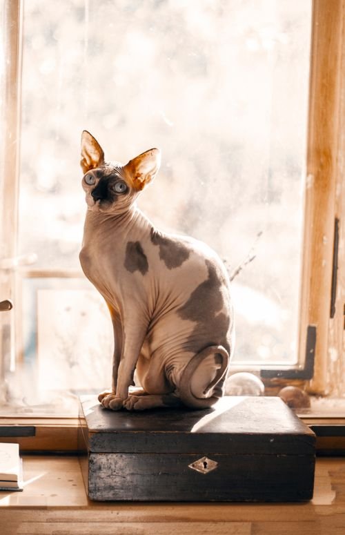 Chaton sphinx assis sur une boîte en bois près d’une fenêtre, regardant l’objectif. Note: intégrer le mot-clé principal dans l'ALT lorsque pertinent: "comment soulager son chat pendant ses chaleurs", mais éviter d'inventer description non visible. The image montre un chat sans poils, posé sur une boîte.