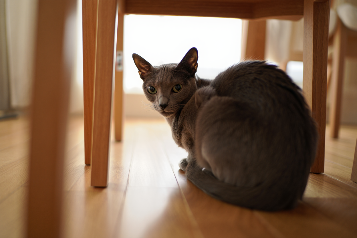 Chat anxieux montrant des signes de stress chronique