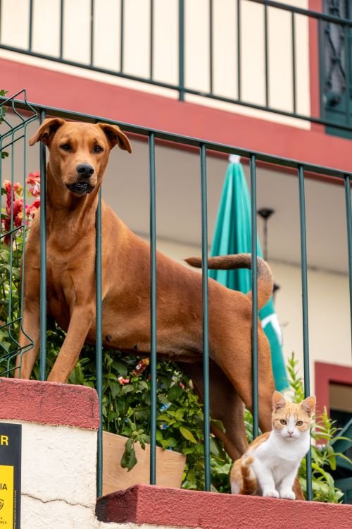 Deux animaux : un chien brwon surélevé derrière une barrière et un chat assis sur le rebord, suggérant une rencontre en sécurité dans un cadre extérieur.