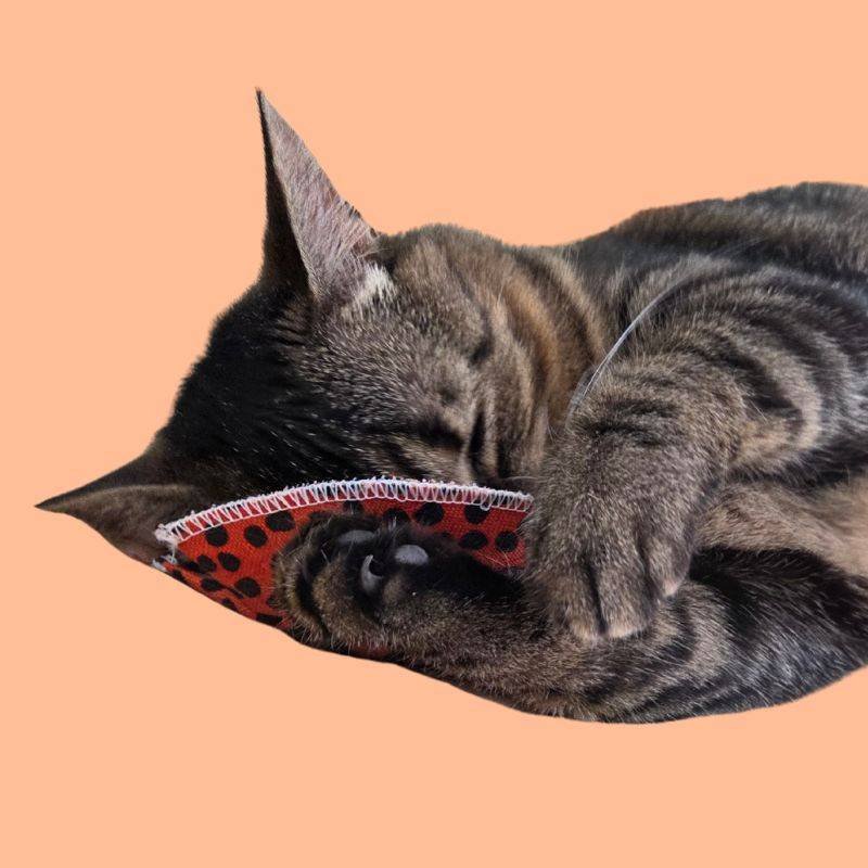 Peluche biscuit porte-bonheur à la cataire pour chat