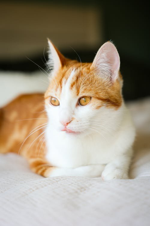 Chat domestique orange et blanc, reposant sur un lit, yeux dorés et regard attentif.
