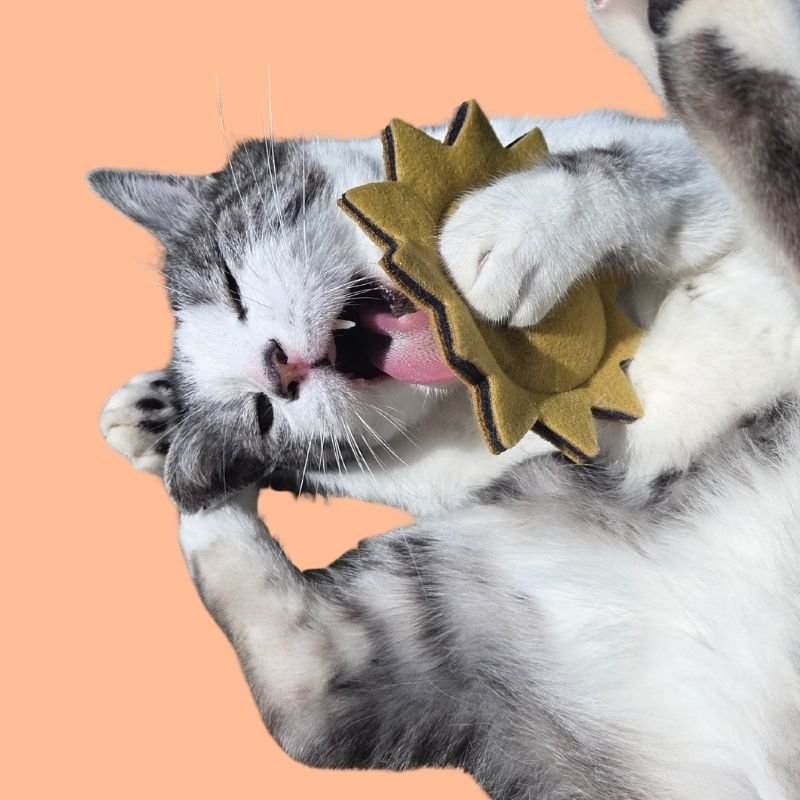 Comment jouer avec son chat : conseils et techniques efficaces