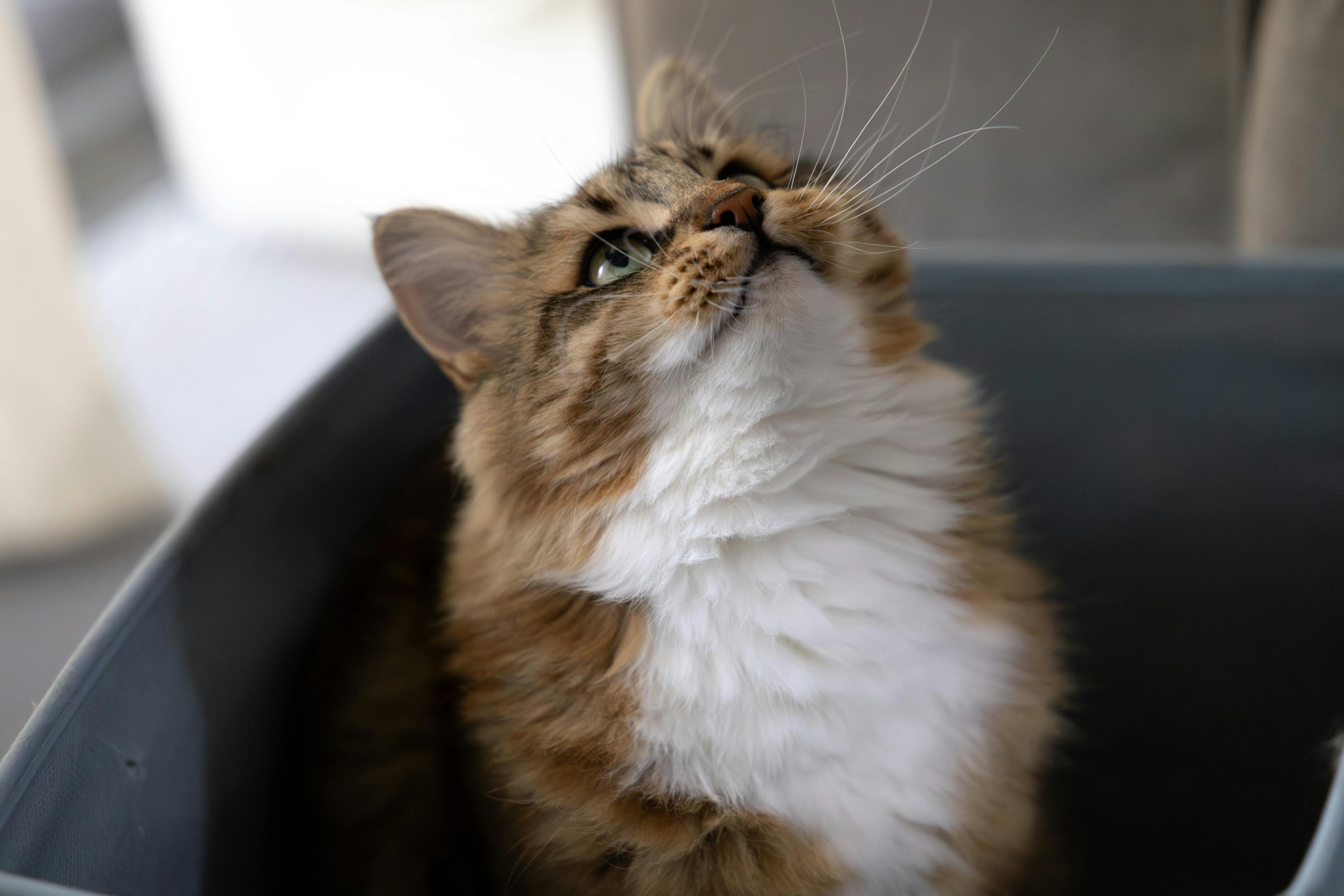 Chat fait pipi partout : cause et solutions urinaires