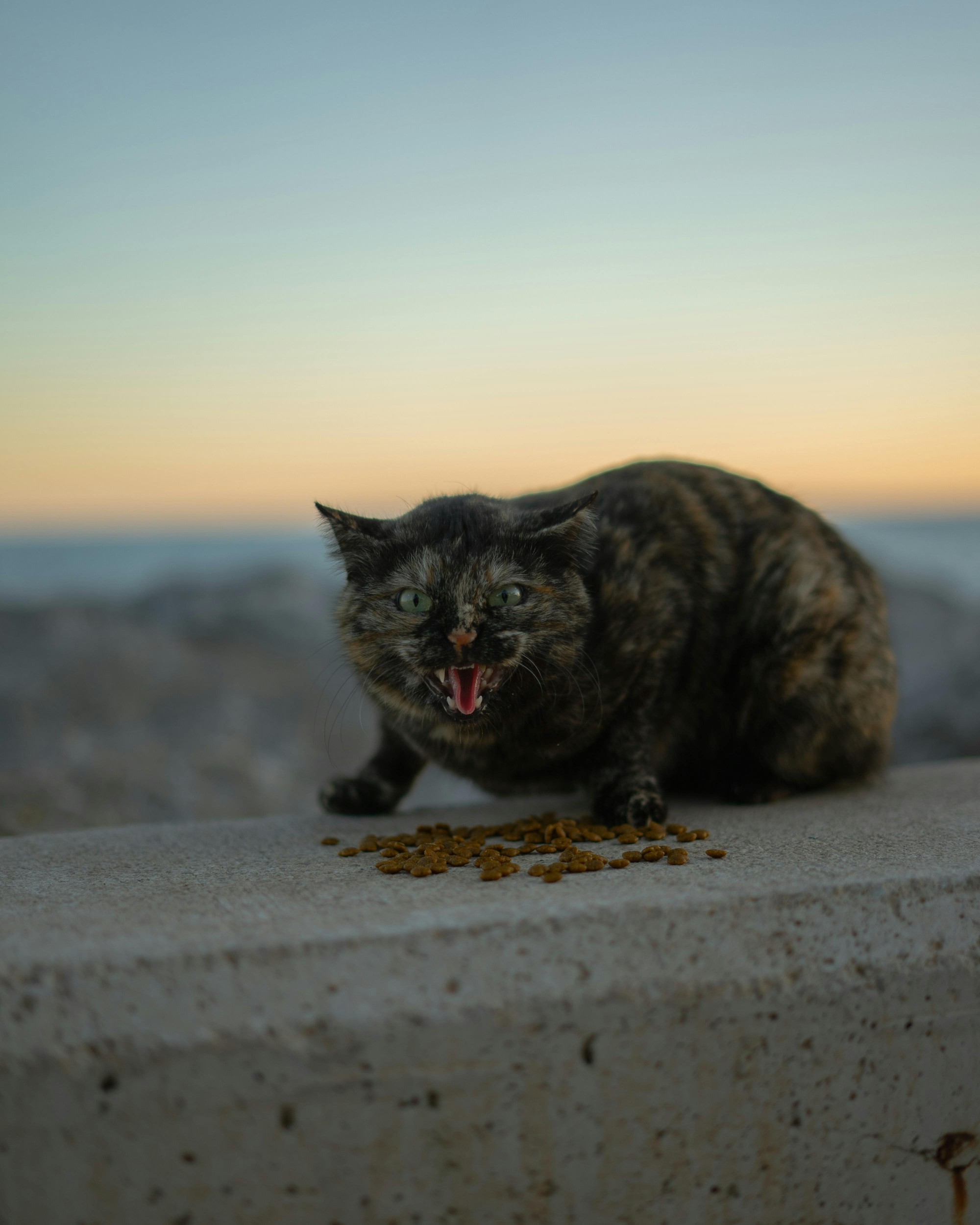 Chat agressif que faire : causes, solutions et conseils