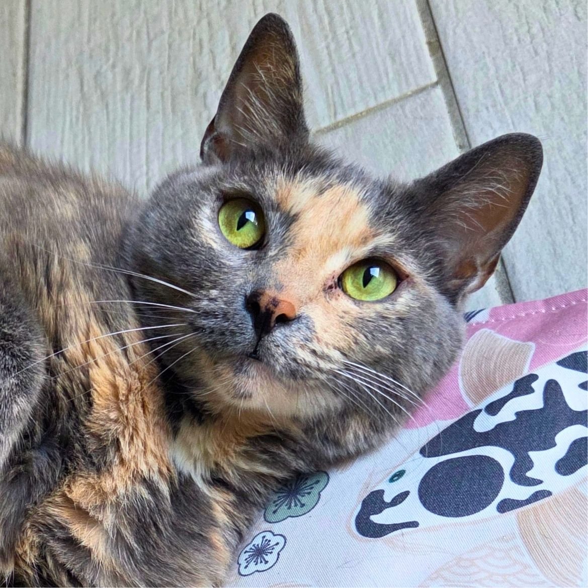 Chat en surpoids que faire : conseils pour maigrir sainement