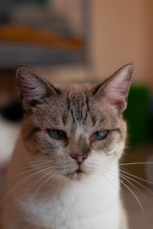 Adopter un chat adulte ou chaton : comment choisir ?