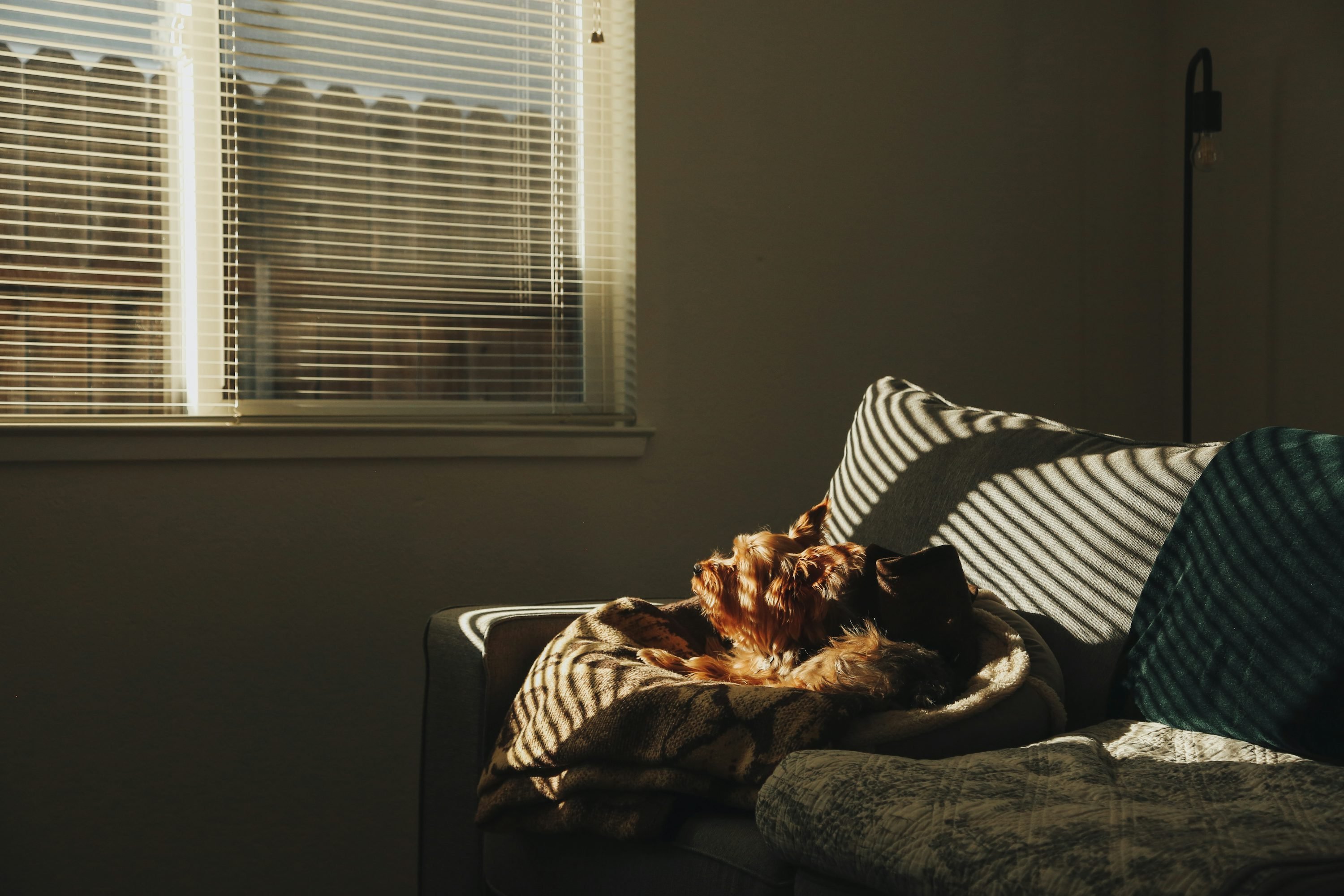 Comment accueillir un chat adulte avec un chien sereinement