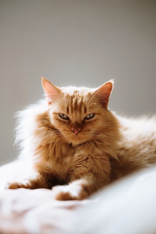 Comment adopter un chat adulte : conseils pour bien accueillir votre félin