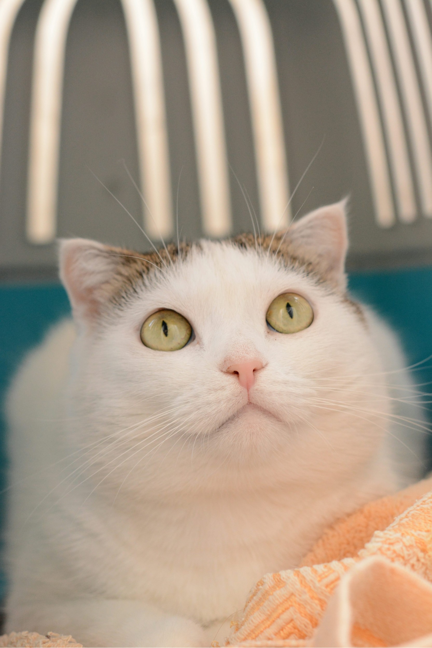 Comment calmer son chat en voiture : guide complet