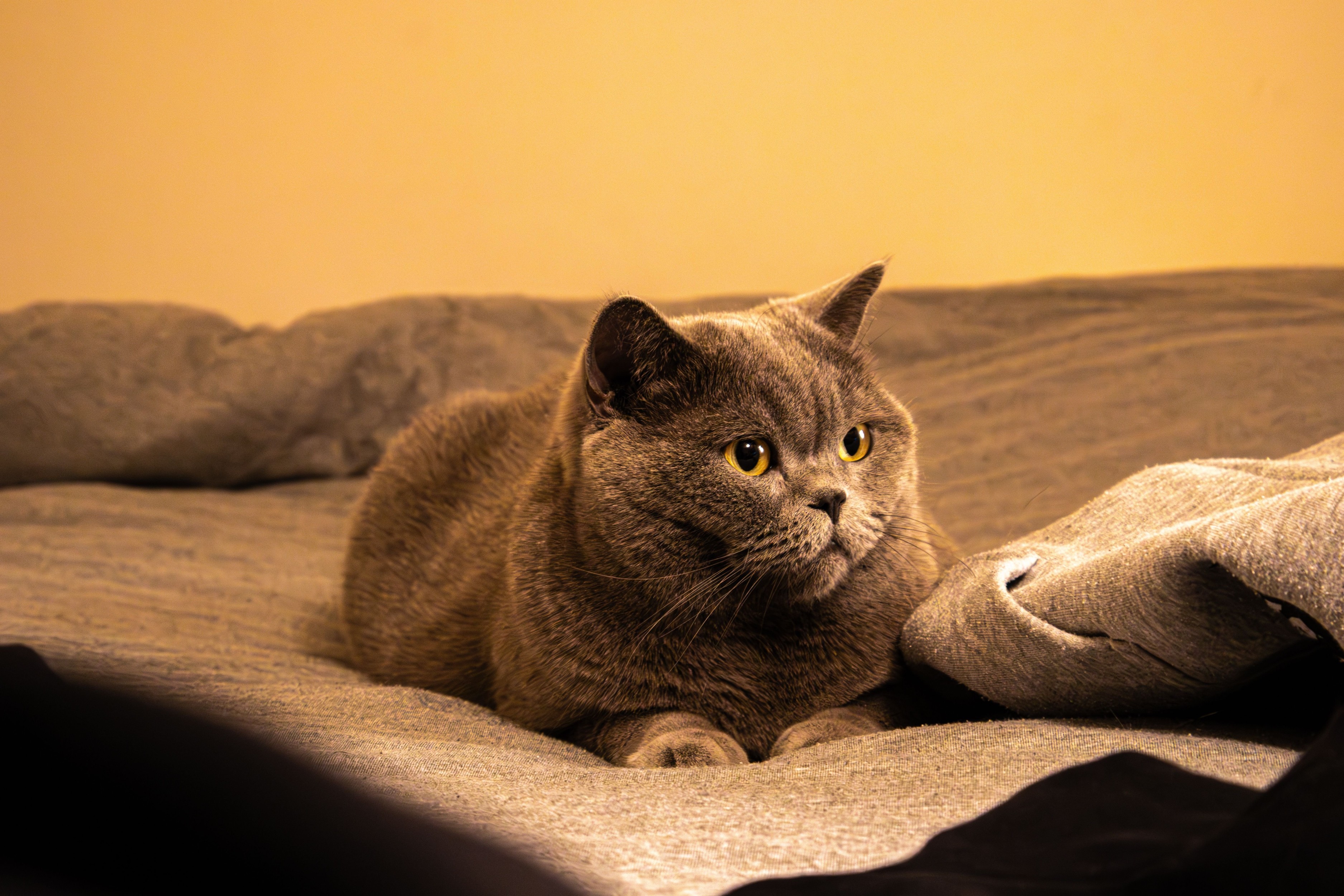 Accueillir un chat chez soi : guide complet pour bien préparer