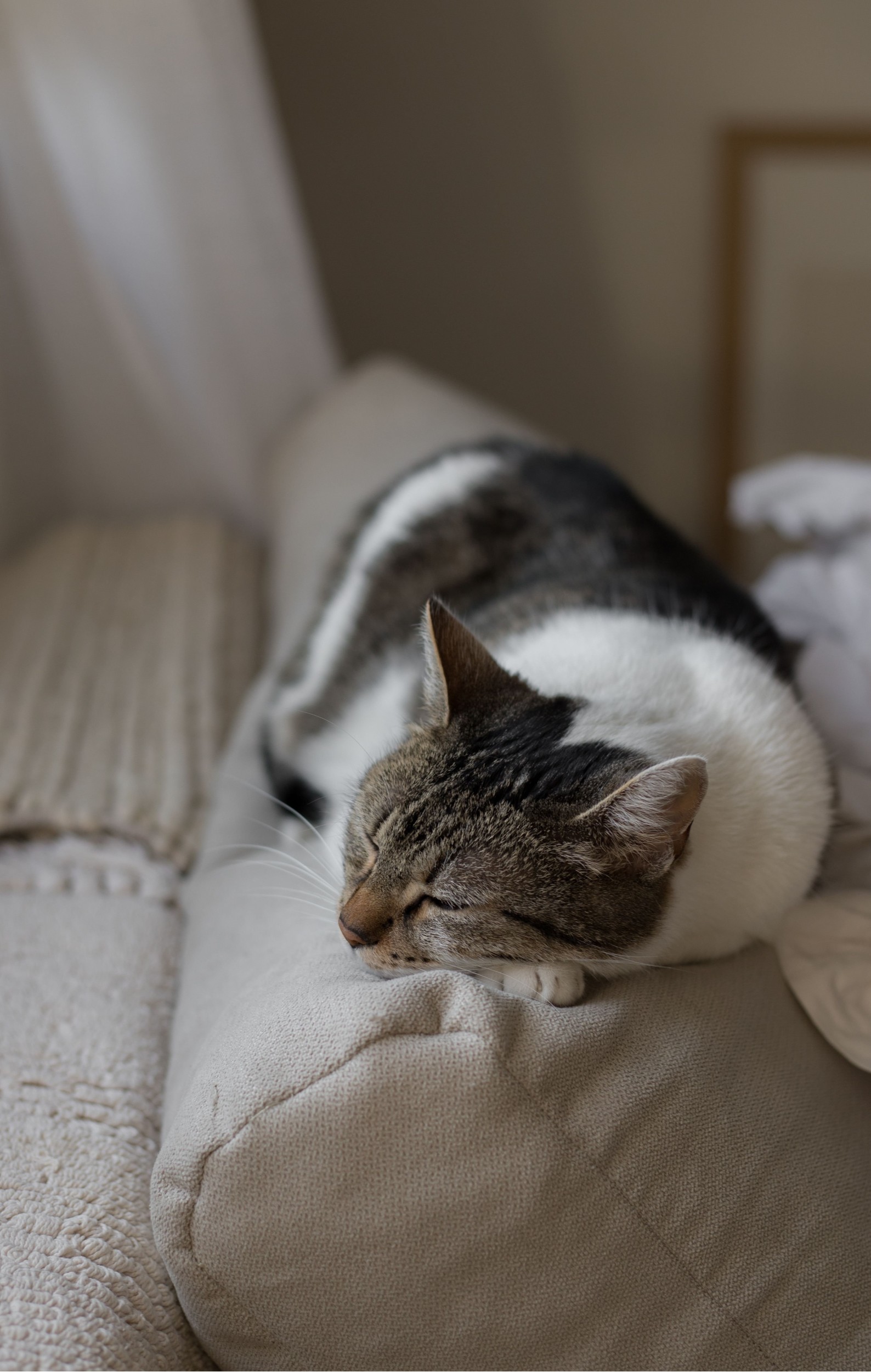 Comment bien s'occuper d'un chat : guide complet pour prendre soin de votre chaton