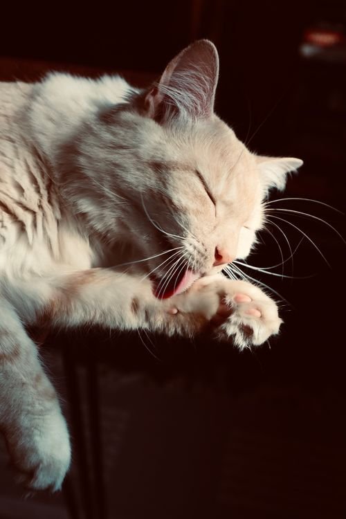 Pourquoi mon chat se lèche les babines souvent ?
