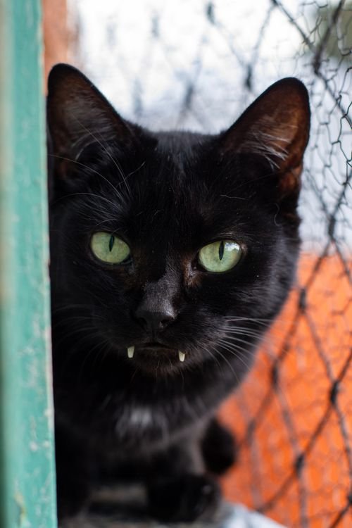 Aménagement chat extérieur : créer un enclos pour chat sécurisé