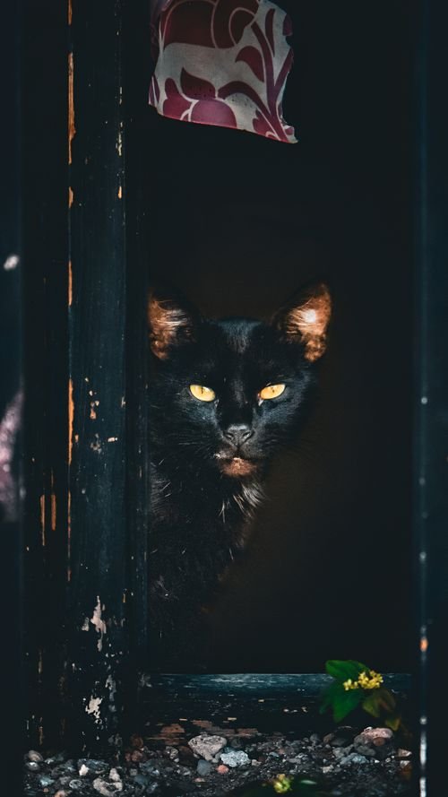 Adopter un chat adulte : guide complet pour une adoption réussie