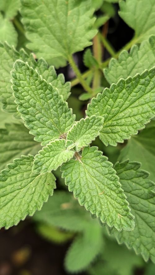 Plante que les chats aiment : guide des herbes à chat et cataire