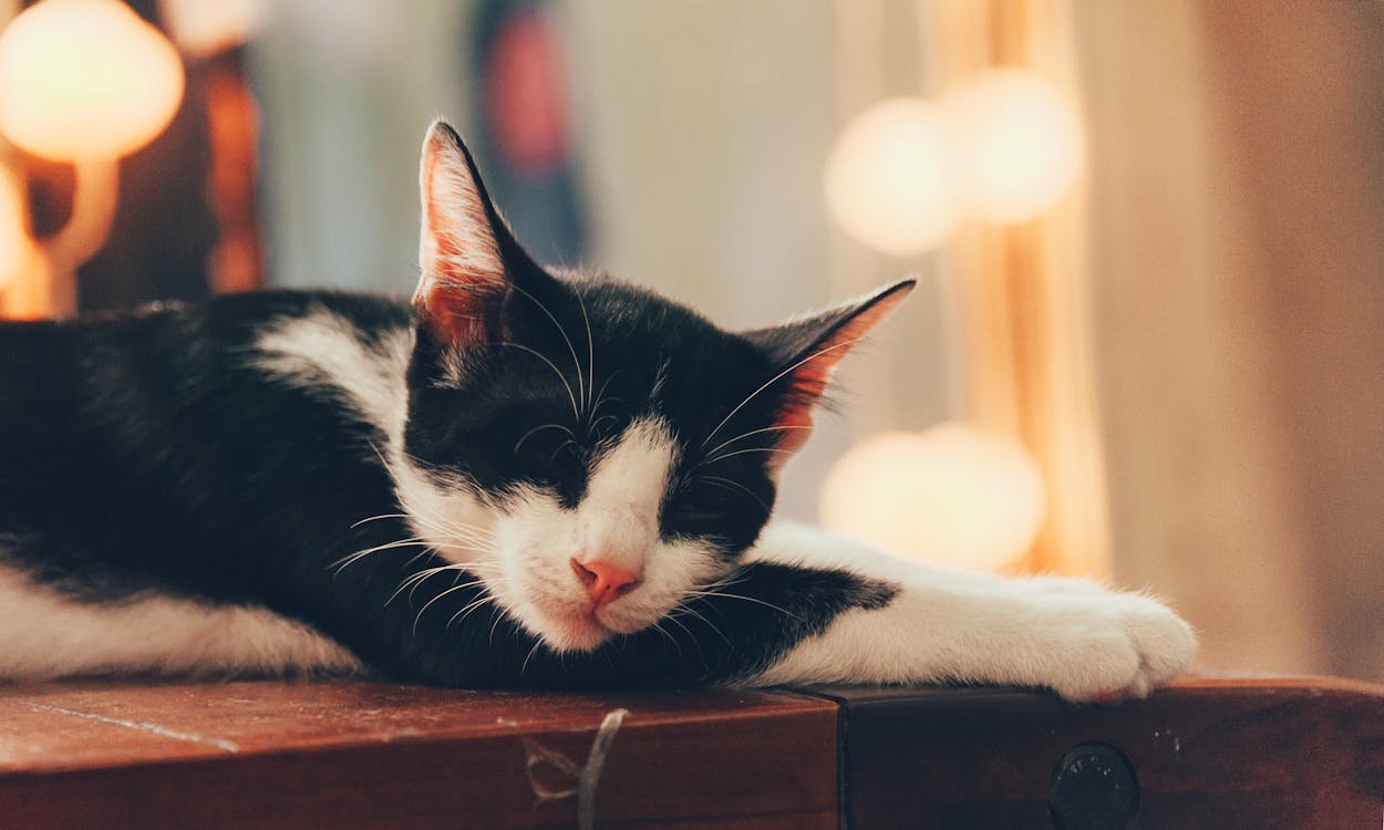 Pourquoi mon chat dort beaucoup : est-ce normal ?