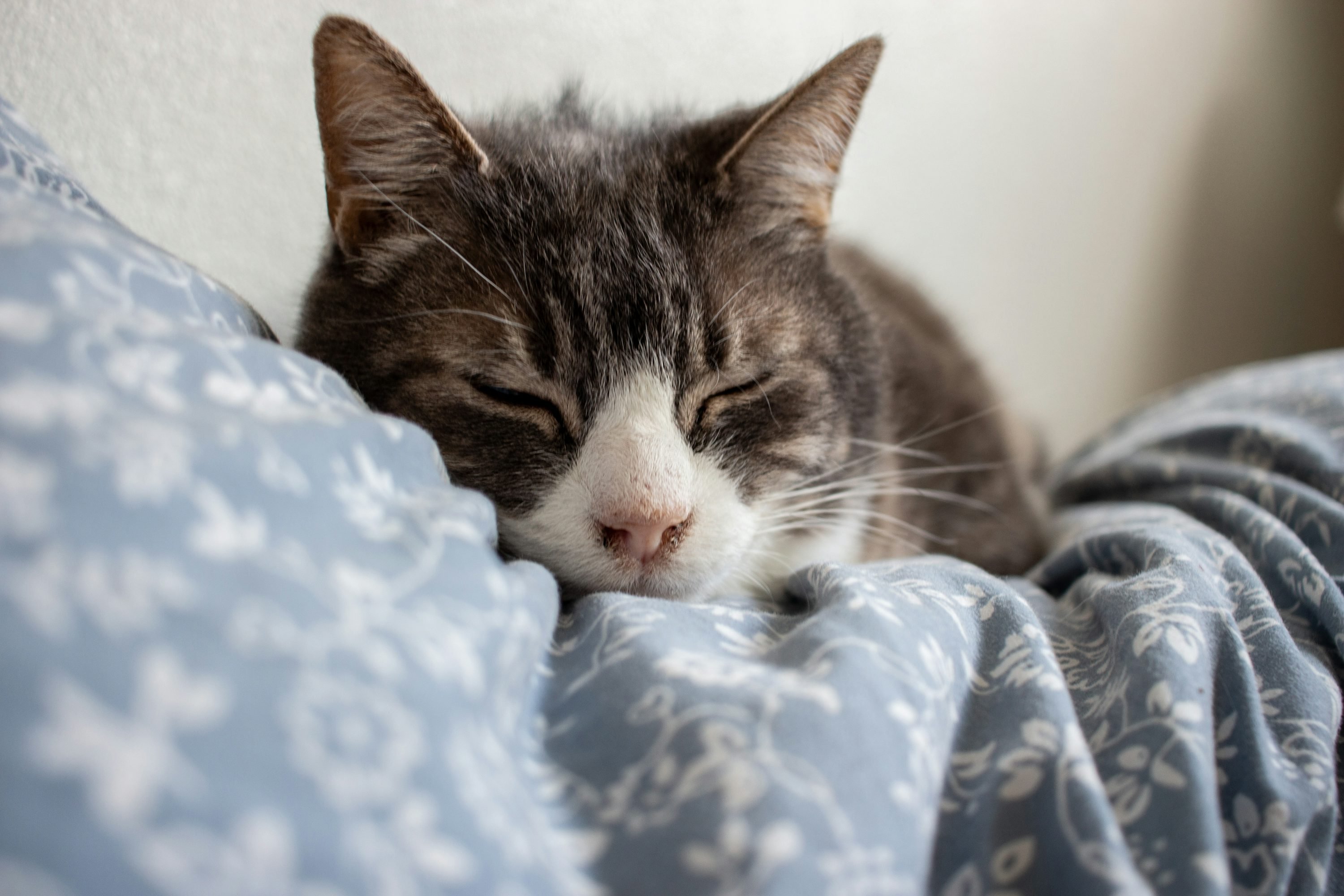 Pourquoi votre chat urine dans la maison : causes et solutions