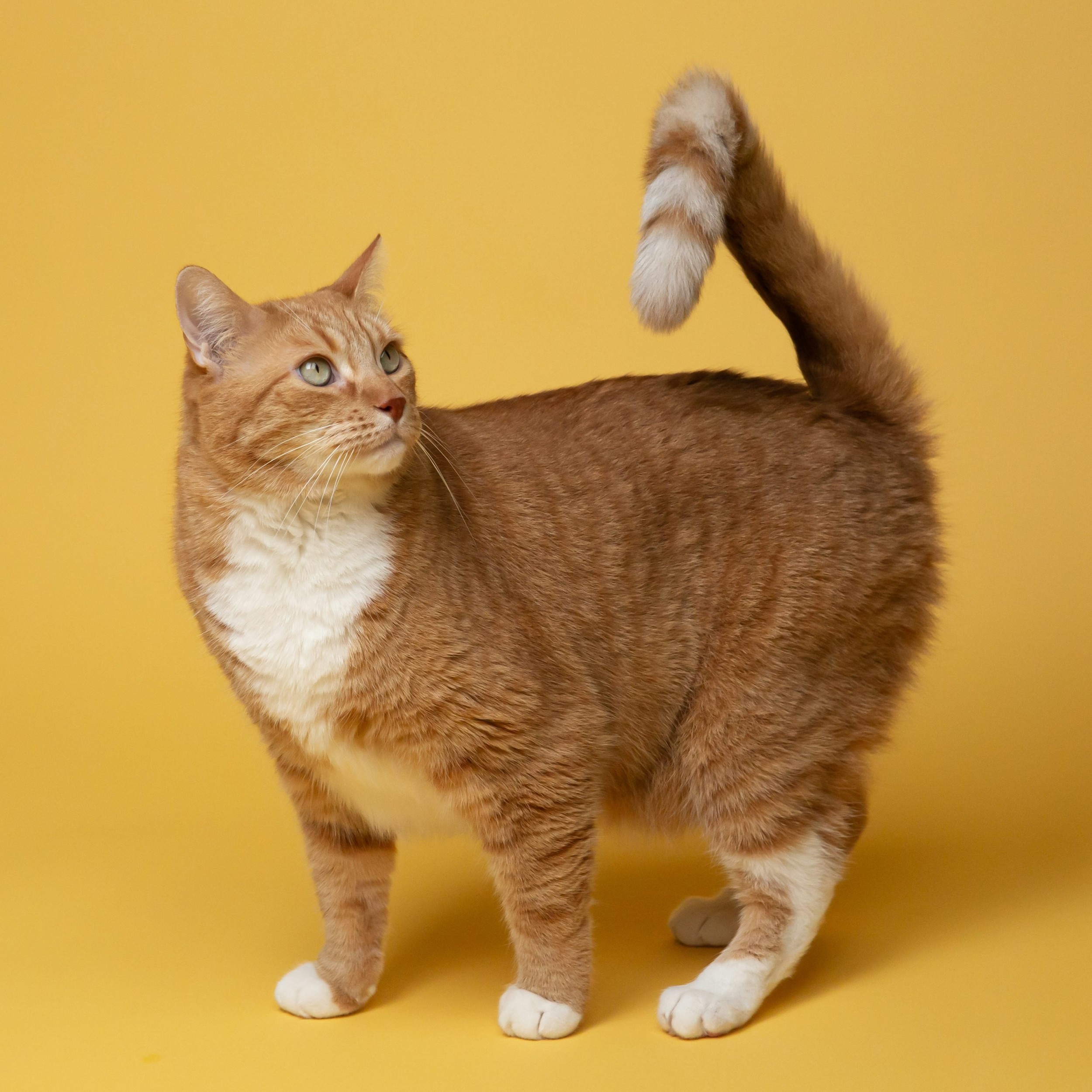 Signification queue du chat : le langage décrypté